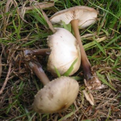 Lame de scalpel « Fournitures de culture de champignons – Les 400