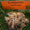 Lentinellus cochleatus var inolens - Lentin en colimaçon