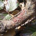 Nectria cinnabarina - Nectria rouge cinabre