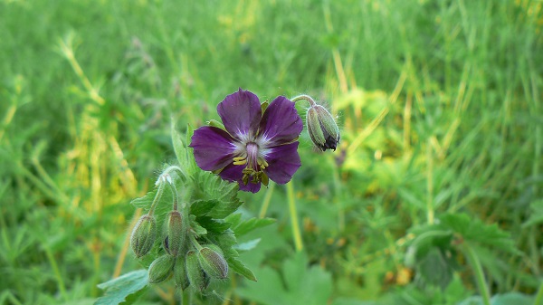 05 geranium phaeum