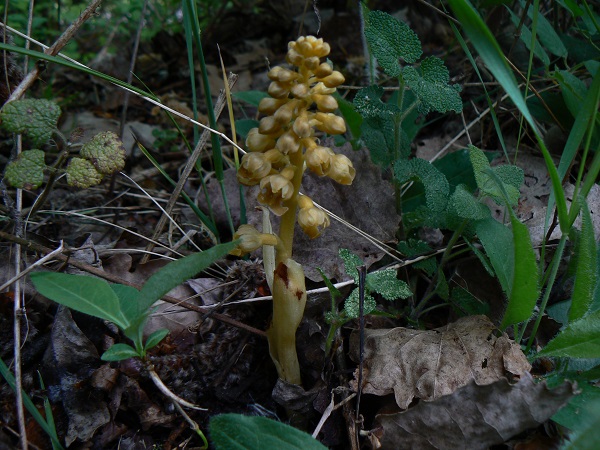 05 neottia nidus avis