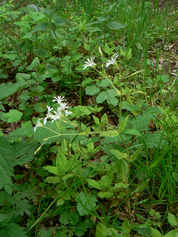 05 stellaria nemorum