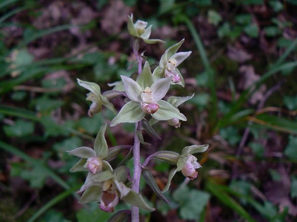 08 epipactis microphylla