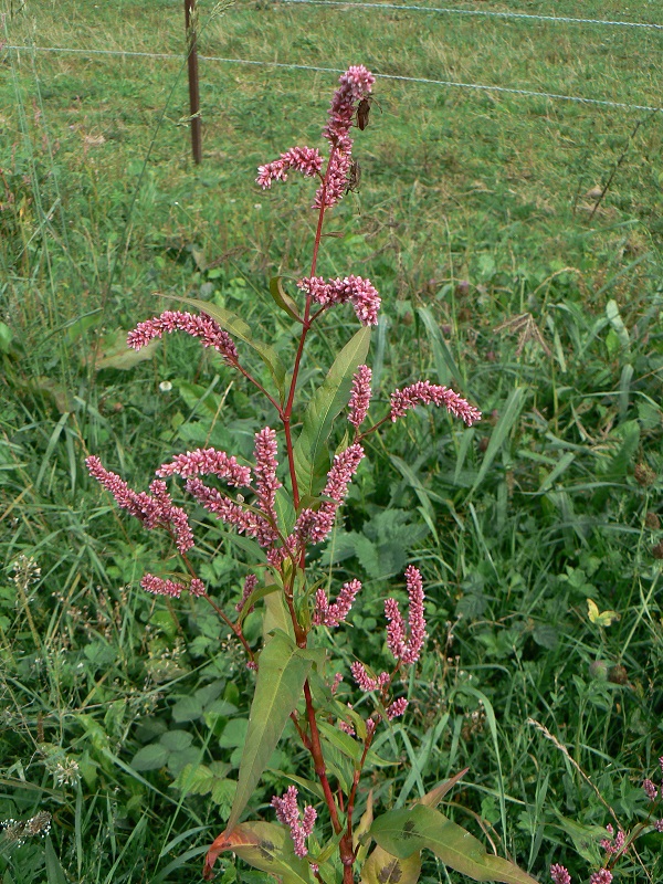 08 polygonum persicaria