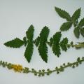 L'Aigremoine eupatoire (Agrimonia eupatoria) a des feuilles ...