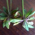 L'Arabette des dames (Arabidopsis thaliana) a les feuilles de la base ...