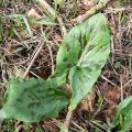 Le Gouet maculé (Arum maculatum) a des feuilles ...