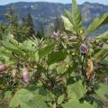 La belladone (Atropa belladona) :