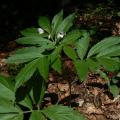 La Cardamine à 7 folioles (Cardamine heptaphilla) a des feuilles ...