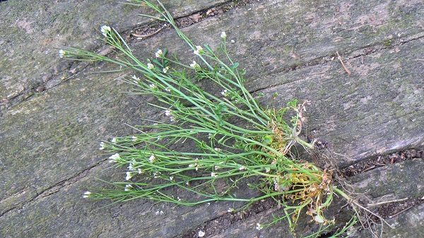Cardamine hirsuta