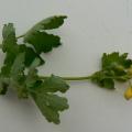 L'Herbe aux verrues (Chelidonium majus) a des feuilles...