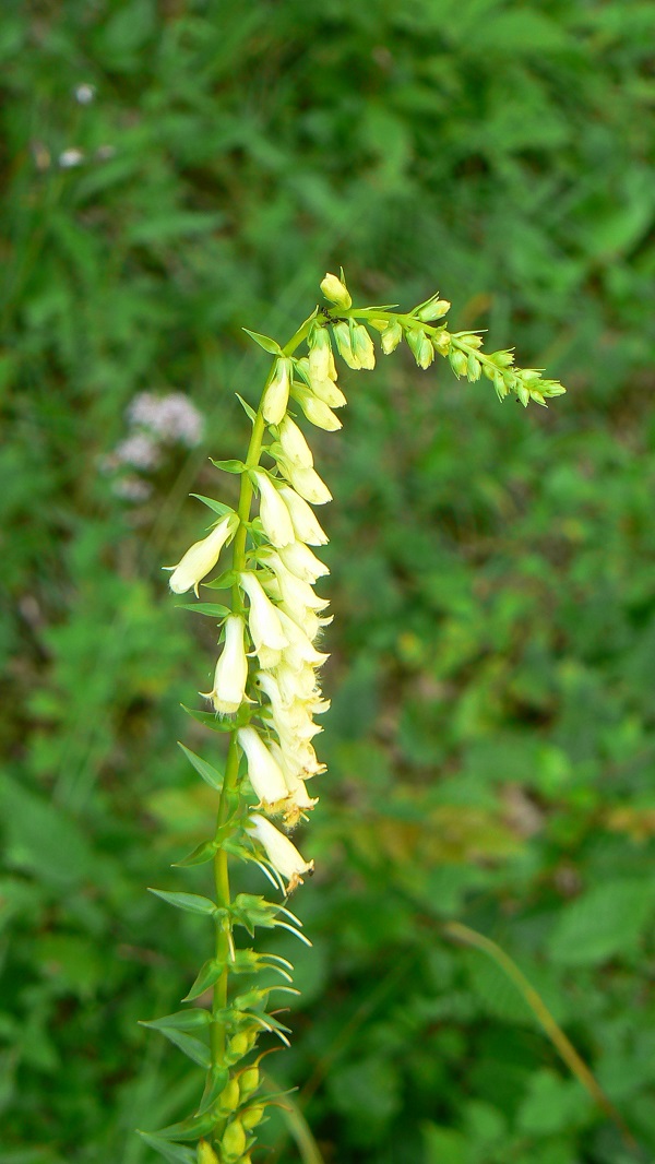 Digitalis lutea