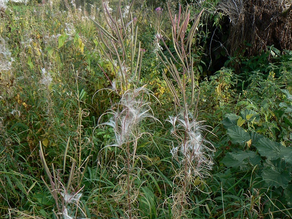 Epilobium angustifolium x
