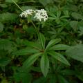 Le Galium odoratum (Aspérule odorante) a des feuilles ...