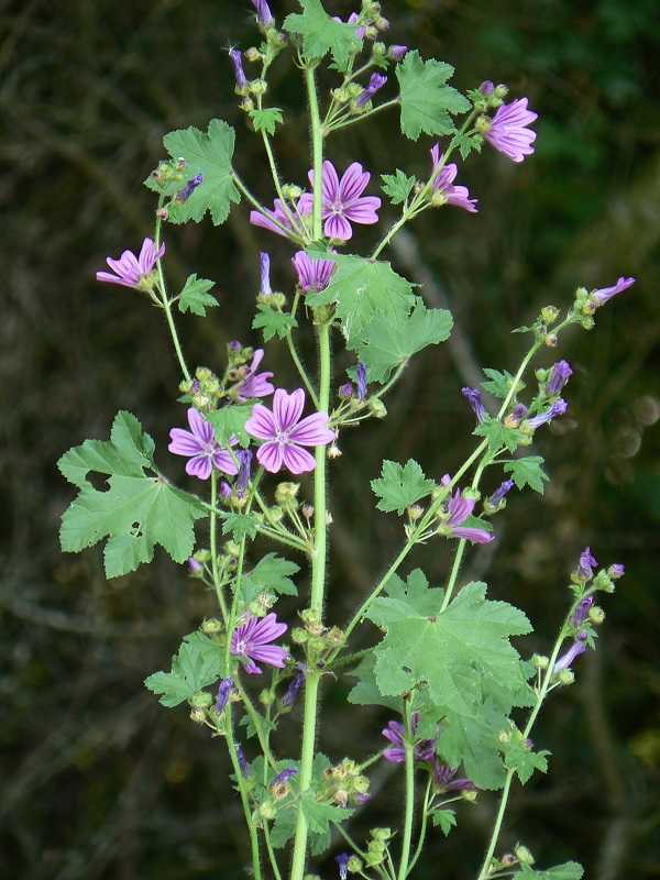 Malva sylvestris