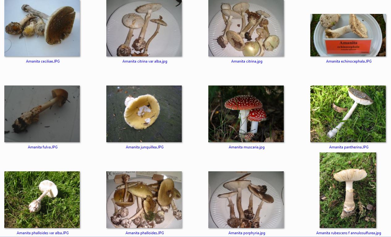 Photos amanites