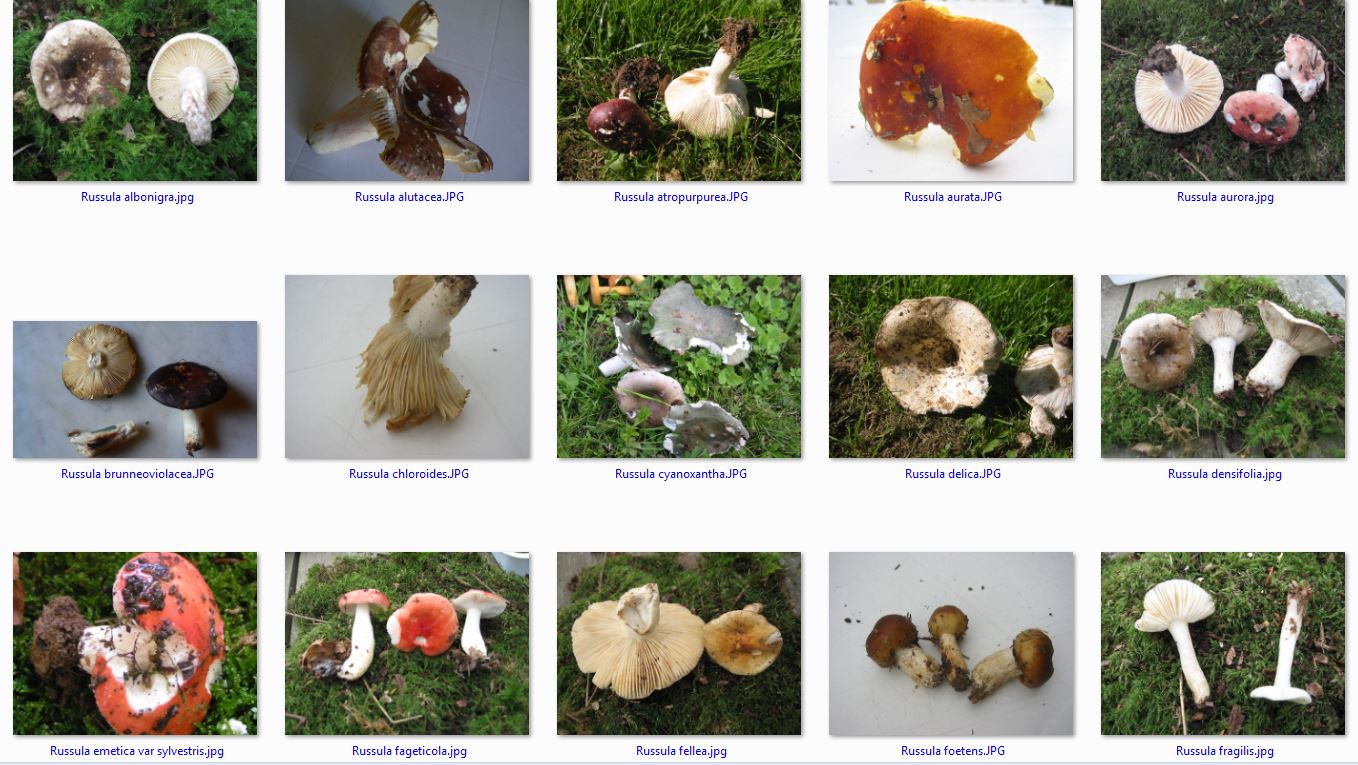 Photos russules