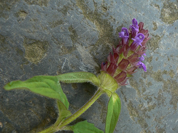 Prunella vulgaris