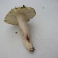 Comment nomme-t-on le pied d'un champignon ?