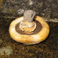 Agaricus bitorquis - Psalliote des trottoirs