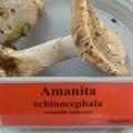 Amanita echinocephala - Amanite épineuse