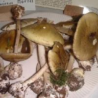 Amanita phalloides - Amanite phalloïde