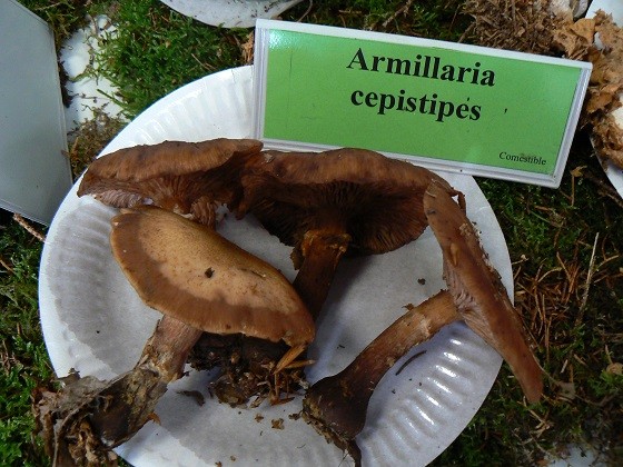 Armillaria cepistipes - Armillaire à pied bulbeux