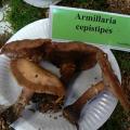 Armillaria cepistipes - Armillaire à pied bulbeux