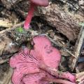 Arrhenia discorosea - Omphale à disque rose