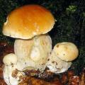 Boletus edulis 1