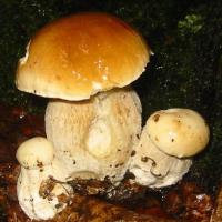 Boletus edulis - Cèpe de Bordeaux
