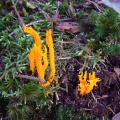 Calocera viscosa - Calocère visqueuse