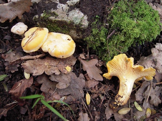 Cantharellus pallens - Girole pruineuse