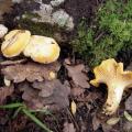 Cantharellus pallens - Girole pruineuse