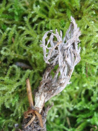 Clavulina cinerea - Clavaire grise à crêtes