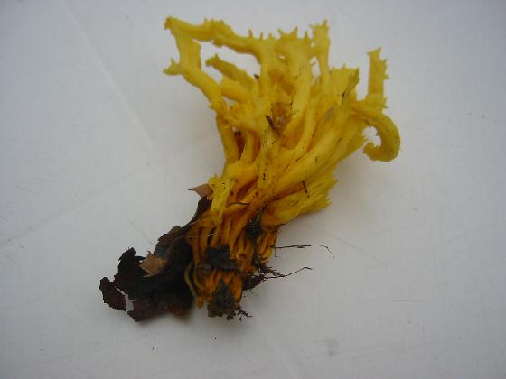 Clavulinopsis corniculata - Clavaire corniculée