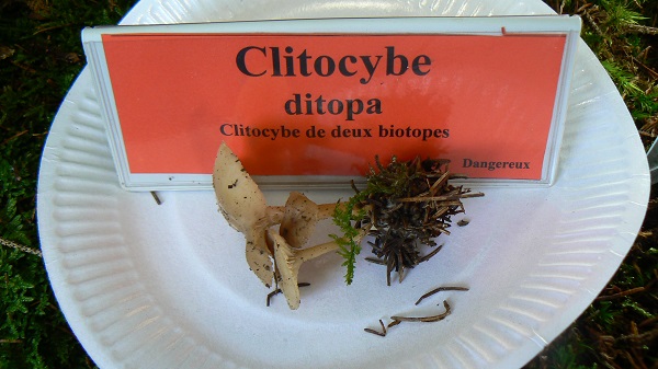 Clitocybe ditopa - Clitocybe de deux biotopes