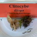 Clitocybe ditopa - Clitocybe de deux biotopes