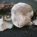 Clitocybe phyllophila - Clitocybe des feuilles