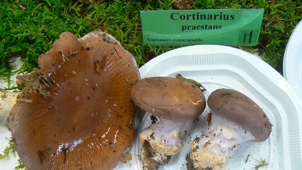 Cortinarius praestans - Cortinaire remarquable