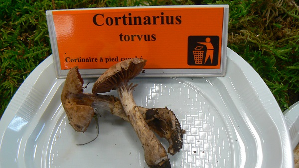 Cortinarius torvus - Cortinaire à pied courbé