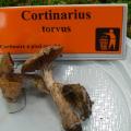 Cortinarius torvus - Cortinaire à pied courbé