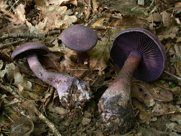 Cortinarius violaceus - Cortinaire violet