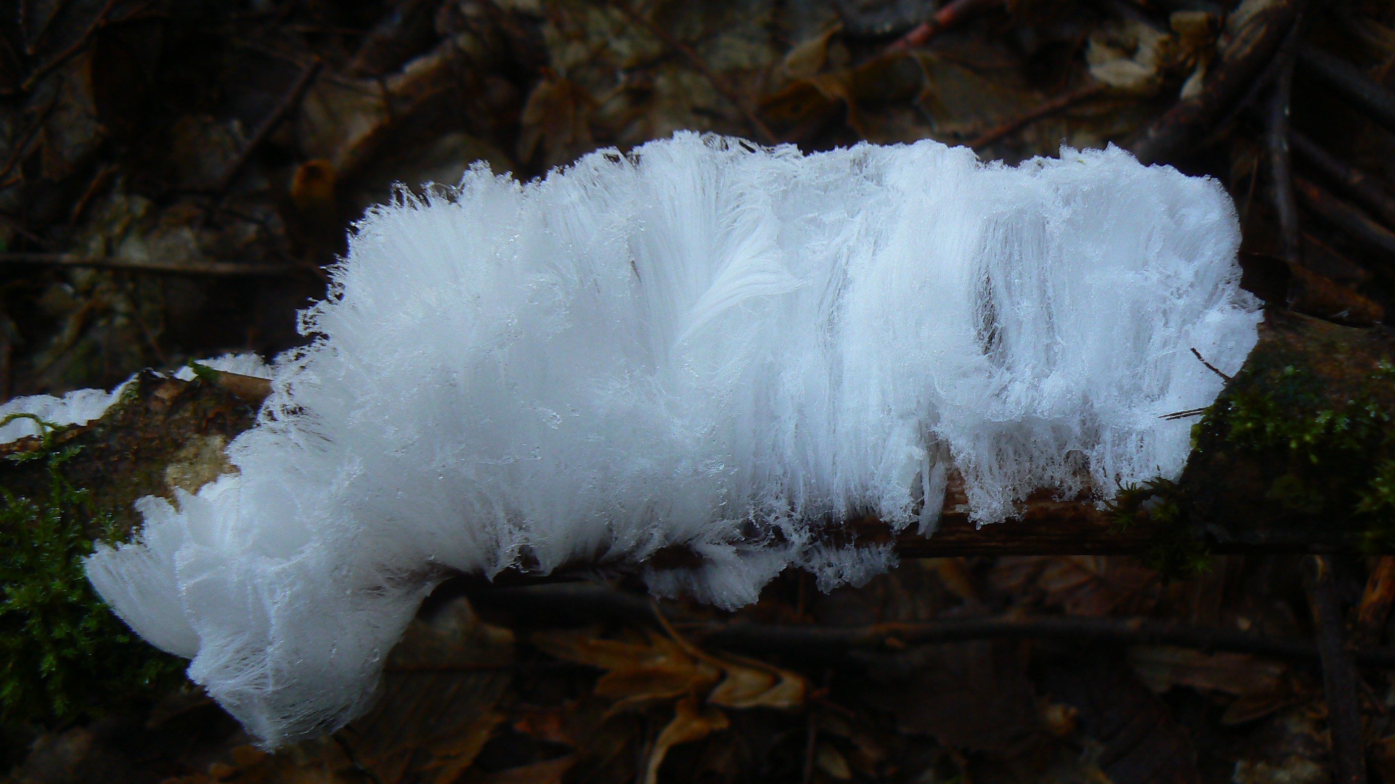Exidiopsis effusa - Cheveux de glace