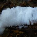 Exidiopsis effusa - Cheveux de glace