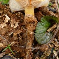 Flammulina populicola - Flammule du peuplier