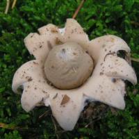Geastrum sessile - Géastre sessile