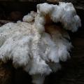 Hericium clathroides - Hydne rameux