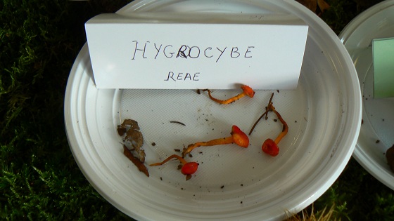Hygrocybe reae - Hygrophore de Réa