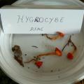 Hygrocybe reae - Hygrophore de Réa